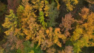 Link zum Video | Landschaft, Farbe, Baum, Vogelperspektive, Rheinland-Pfalz, Laub, Deutschland, Jahreszeit, bunt, Wald, Luftaufnahme, Irsch, Gehölz, Natur