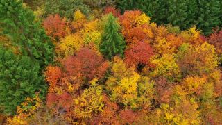 Link to Video | landscape, color, tree, bird's-eye view, Rhineland-Palatinate, foliage, Germany, season, multicolored, forest, aerial shot, Irsch, woody plant, nature