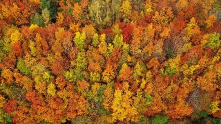 Link to Video | landscape, color, tree, bird's-eye view, Rhineland-Palatinate, foliage, Germany, season, multicolored, forest, aerial shot, Irsch, woody plant, nature