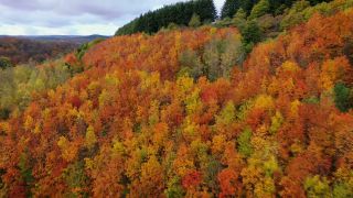 Link to Video | landscape, color, tree, bird's-eye view, Rhineland-Palatinate, foliage, Germany, season, multicolored, forest, aerial shot, Irsch, woody plant, nature