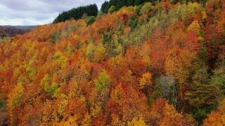 Link to Video | landscape, color, tree, bird's-eye view, Rhineland-Palatinate, foliage, Germany, season, multicolored, forest, aerial shot, Irsch, woody plant, nature