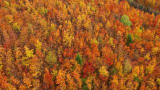 Link to Video | landscape, color, tree, bird's-eye view, Rhineland-Palatinate, foliage, Germany, season, multicolored, forest, aerial shot, Irsch, woody plant, nature