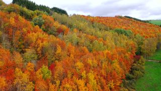 Link to Video | landscape, color, tree, bird's-eye view, Rhineland-Palatinate, foliage, Germany, season, multicolored, forest, aerial shot, Irsch, woody plant, nature