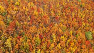 Link to Video | landscape, color, tree, bird's-eye view, Rhineland-Palatinate, foliage, Germany, season, multicolored, forest, aerial shot, Irsch, woody plant, nature