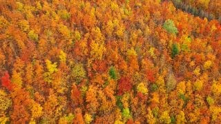 Link to Video | landscape, color, tree, bird's-eye view, Rhineland-Palatinate, foliage, Germany, season, multicolored, forest, aerial shot, Irsch, woody plant, nature