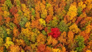 Link to Video | landscape, color, tree, bird's-eye view, Rhineland-Palatinate, foliage, Germany, season, multicolored, forest, aerial shot, Irsch, woody plant, nature