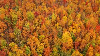 Link to Video | landscape, color, tree, bird's-eye view, Rhineland-Palatinate, foliage, Germany, season, multicolored, forest, aerial shot, Irsch, woody plant, nature