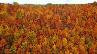 Link to Video | landscape, color, tree, bird's-eye view, Rhineland-Palatinate, foliage, Germany, season, multicolored, forest, aerial shot, Irsch, woody plant, nature