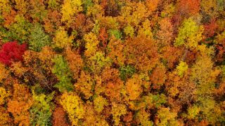 Link zum Video | Landschaft, Farbe, Baum, Vogelperspektive, Rheinland-Pfalz, Laub, Deutschland, Jahreszeit, bunt, Wald, Luftaufnahme, Irsch, Gehölz, Natur