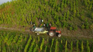 Link to Video | landscape, agriculture, Rhineland-Palatinate, Saar, wine-producing region, vineyard, wine harvest, viticulture, Saarburg-Kell, Serrig, Mosel-Saar-Ruwer, Trier-Saarburg, winegrower