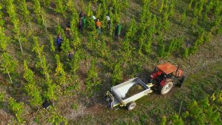 Link zum Video | Landschaft, Landwirtschaft, Rheinland-Pfalz, Saar, Weinbaugebiet, Weinberg, Traubenlese, Weinbau, Verbandsgemeinde Saarburg-Kell, Serrig, Mosel, Landkreis Trier-Saarburg, Winzer
