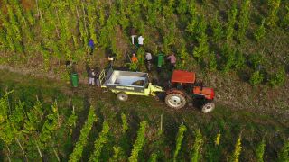 Link to Video | landscape, agriculture, Rhineland-Palatinate, Saar, wine-producing region, vineyard, wine harvest, viticulture, Saarburg-Kell, Serrig, Mosel-Saar-Ruwer, Trier-Saarburg, winegrower