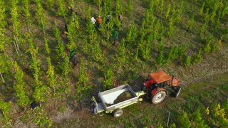 Link to Video | landscape, agriculture, Rhineland-Palatinate, Saar, wine-producing region, vineyard, wine harvest, viticulture, Saarburg-Kell, Serrig, Mosel-Saar-Ruwer, Trier-Saarburg, winegrower