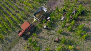 Link to Video | landscape, agriculture, Rhineland-Palatinate, Saar, wine-producing region, vineyard, wine harvest, viticulture, Saarburg-Kell, Serrig, Mosel-Saar-Ruwer, Trier-Saarburg, winegrower