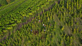 Link to Video | landscape, agriculture, Rhineland-Palatinate, Saar, wine-producing region, vineyard, wine harvest, viticulture, Saarburg-Kell, Serrig, Mosel-Saar-Ruwer, Trier-Saarburg, winegrower
