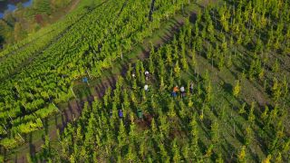 Link to Video | landscape, agriculture, Rhineland-Palatinate, Saar, wine-producing region, vineyard, wine harvest, viticulture, Saarburg-Kell, Serrig, Mosel-Saar-Ruwer, Trier-Saarburg, winegrower