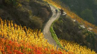 Link to Video | Rhineland-Palatinate, autumn, Germany, Ahr Valley