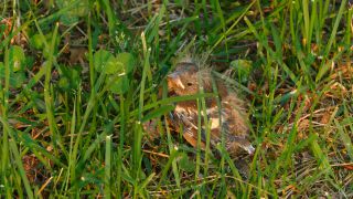 Link to Video | fauna, baby animal, precocial, Vogel, grass, Gras, nature
