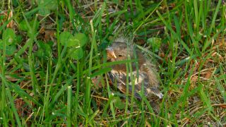 Link to Video | fauna, baby animal, precocial, Vogel, grass, Gras, nature