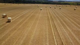 Link to Video | agriculture, bird's-eye view, Rhineland-Palatinate, cereal, Germany, field, harvest, stover, aerial shot, Saargau
