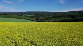 Link to Video | landscape, agriculture, bird's-eye view, Rhineland-Palatinate, rapeseed, Germany, field, Hunsrück, Hochwald, Mandern, aerial shot, Mandern, nature