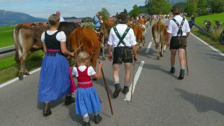 Link to Video | livestock, Allgäu, Germany, party, color, custom, Oberstdorf, traditional costume, Oberstdorf, Almabtrieb, captive animal, tradition, cattle, Bavaria
