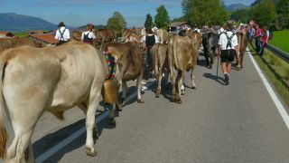 Link zum Video | Vieh, Allgäu, Deutschland, Fest, Farbe, Brauch, Oberstdorf, Tracht, Oberstdorf, Almabtrieb, in Gefangenschaft lebendes Tier, Tradition, Hausrind, Bayern