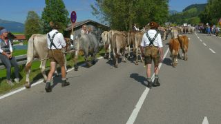 Link to Video | livestock, Allgäu, Germany, party, color, custom, Oberstdorf, traditional costume, Oberstdorf, Almabtrieb, captive animal, tradition, cattle, Bavaria
