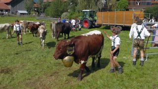 Link to Video | livestock, Allgäu, Germany, party, color, custom, Oberstdorf, traditional costume, Oberstdorf, Almabtrieb, captive animal, tradition, cattle, Bavaria