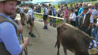 Link to Video | livestock, Allgäu, Germany, party, color, custom, Oberstdorf, traditional costume, Oberstdorf, Almabtrieb, captive animal, tradition, cattle, Bavaria