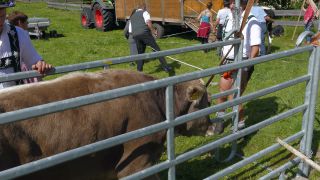 Link to Video | livestock, Allgäu, Germany, party, color, custom, Oberstdorf, traditional costume, Oberstdorf, Almabtrieb, captive animal, tradition, cattle, Bavaria