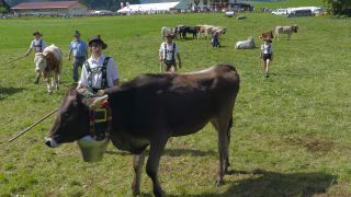 Link zum Video | Vieh, Allgäu, Deutschland, Fest, Farbe, Brauch, Oberstdorf, Tracht, Oberstdorf, Almabtrieb, in Gefangenschaft lebendes Tier, Tradition, Hausrind, Bayern