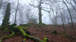 Link to Video | landscape, coarse woody debris, wood, fog, forest, nature