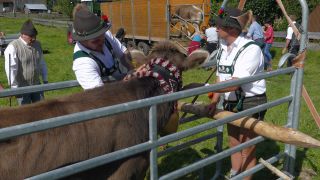 Link to Video | livestock, Allgäu, Germany, party, color, custom, Oberstdorf, traditional costume, Oberstdorf, Almabtrieb, captive animal, tradition, cattle, Bavaria