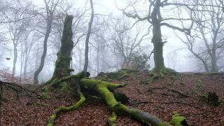 Link to Video | landscape, coarse woody debris, wood, fog, forest, nature