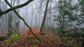 Link zum Video | Landschaft, Totholz, Holz, Nebel, Wald, Natur