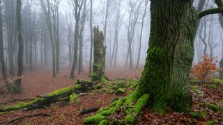 Link to Video | landscape, coarse woody debris, wood, fog, forest, nature