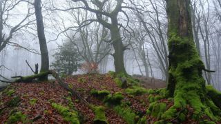 Link to Video | landscape, coarse woody debris, wood, fog, forest, nature
