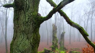 Link to Video | landscape, coarse woody debris, wood, fog, forest, nature