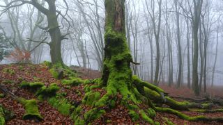 Link to Video | landscape, coarse woody debris, wood, fog, forest, nature