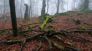 Link to Video | landscape, coarse woody debris, wood, fog, forest, nature