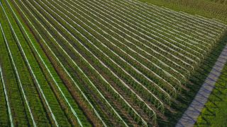 Link to Video | agriculture, spring, fruit picking, plantation, Landwirtschaft, Selmnau, Lake Constance, Southern Germany, flower, Wasserburg am Bodensee, fruit tree, Bavaria