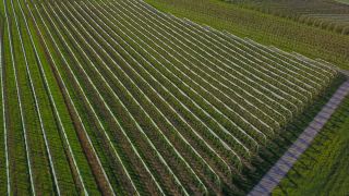 Link to Video | agriculture, spring, fruit picking, plantation, Landwirtschaft, Selmnau, Lake Constance, Southern Germany, flower, Wasserburg am Bodensee, fruit tree, Bavaria