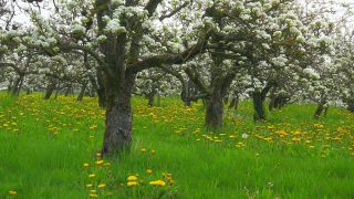 Link to Video | agriculture, spring, fruit picking, plantation, Landwirtschaft, Selmnau, Lake Constance, Southern Germany, flower, Wasserburg am Bodensee, fruit tree, Bavaria