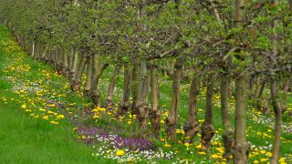 Link to Video | agriculture, spring, fruit picking, plantation, Landwirtschaft, Selmnau, Lake Constance, Southern Germany, flower, Wasserburg am Bodensee, fruit tree, Bavaria