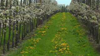 Link to Video | agriculture, spring, fruit picking, plantation, Landwirtschaft, Selmnau, Lake Constance, Southern Germany, flower, Wasserburg am Bodensee, fruit tree, Bavaria