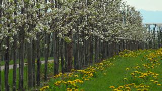 Link to Video | agriculture, spring, fruit picking, plantation, Landwirtschaft, Selmnau, Lake Constance, Southern Germany, flower, Wasserburg am Bodensee, fruit tree, Bavaria