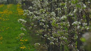 Link to Video | agriculture, spring, fruit picking, plantation, Landwirtschaft, Selmnau, Lake Constance, Southern Germany, flower, Wasserburg am Bodensee, fruit tree, Bavaria
