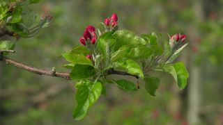 Link to Video | agriculture, spring, fruit picking, plantation, Landwirtschaft, Selmnau, Lake Constance, Southern Germany, flower, Wasserburg am Bodensee, fruit tree, Bavaria