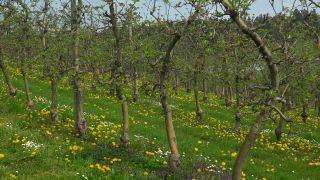 Link to Video | agriculture, spring, fruit picking, plantation, Landwirtschaft, Selmnau, Lake Constance, Southern Germany, flower, Wasserburg am Bodensee, fruit tree, Bavaria